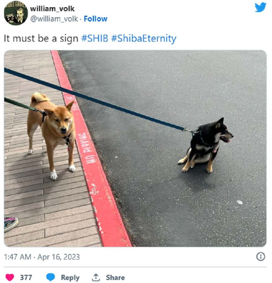 shiba inu- شیبا اینو