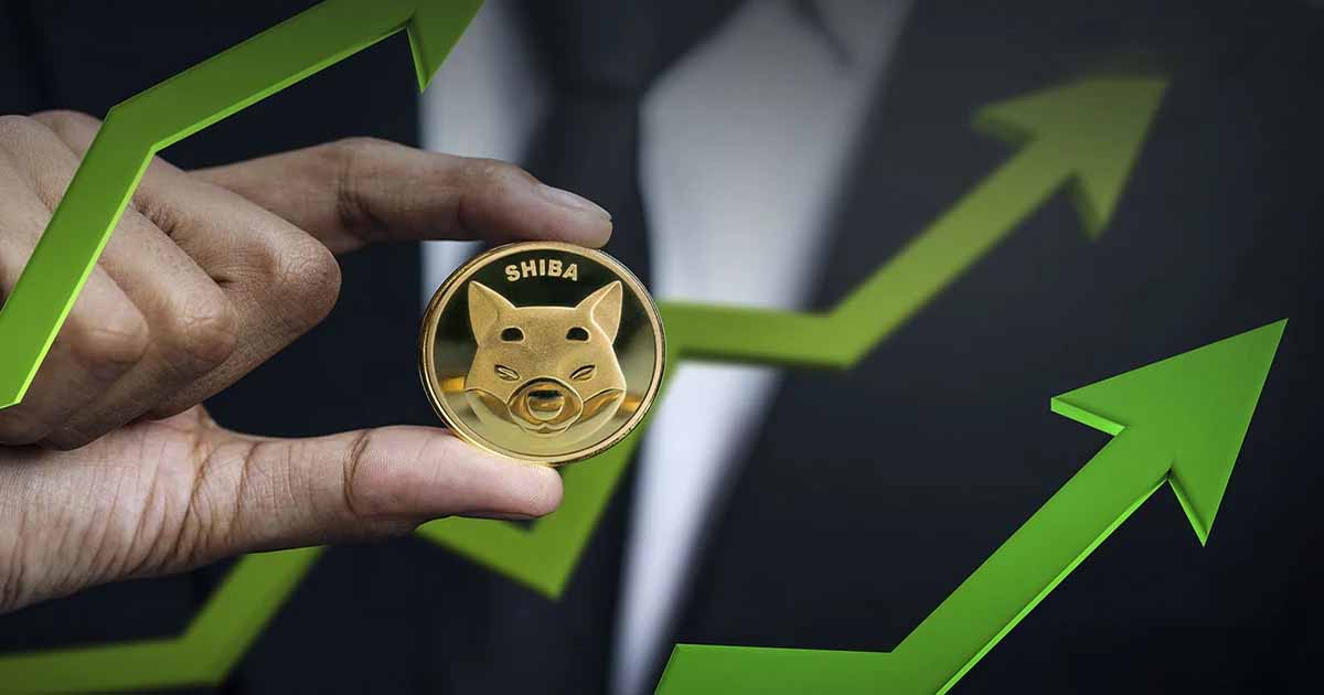 shib rising