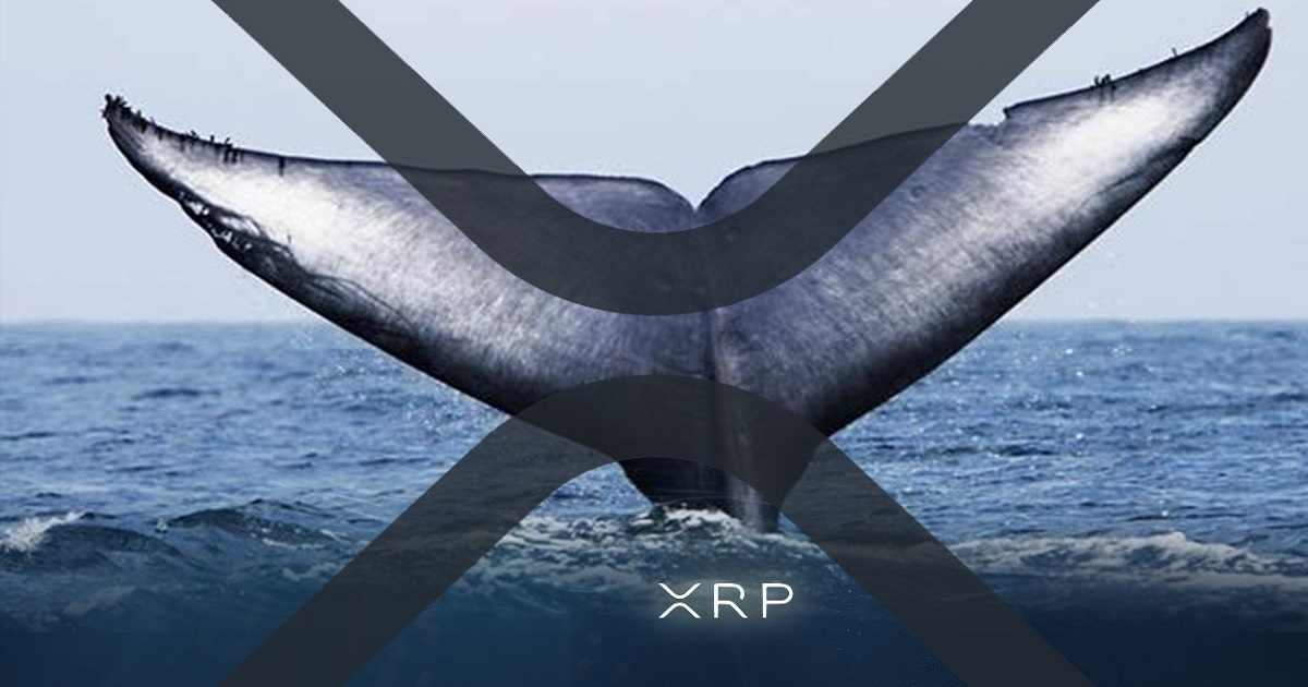 117 whale alert sparks speculation as xrp transfers surge