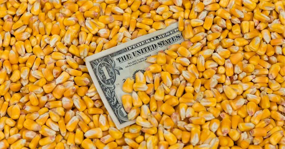 the world price of corn FU