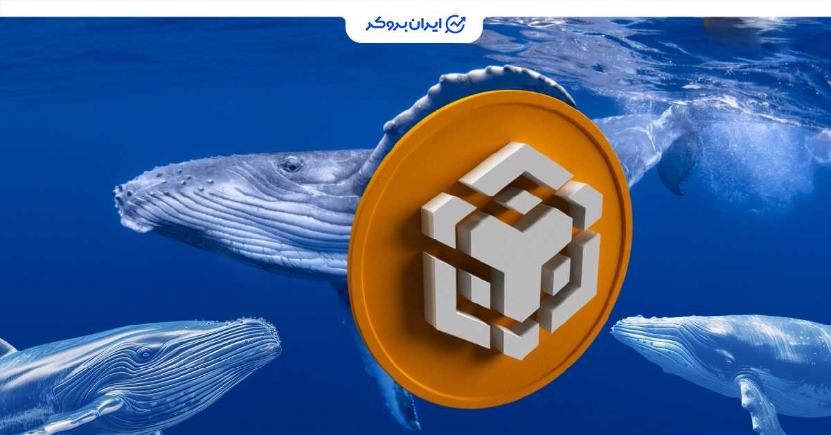 bnb whales