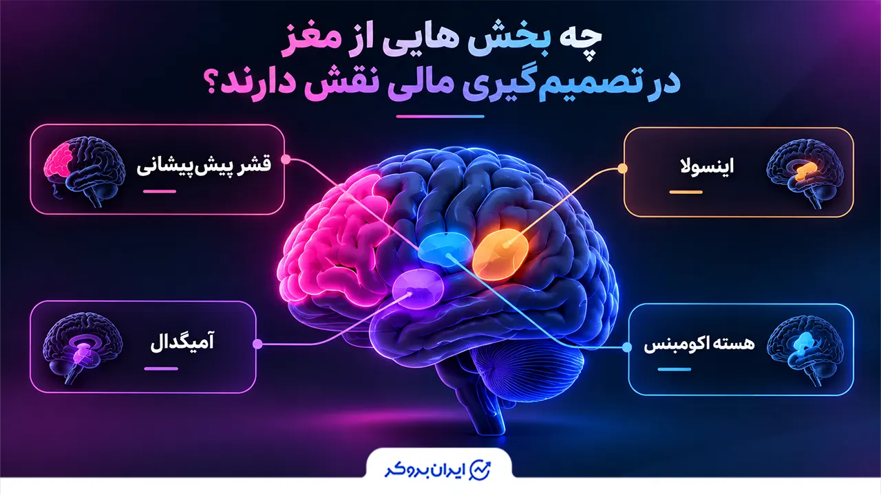 چه بخش هایی از مغز در تصمیم‌گیری مالی نقش دارند