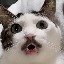 31466
