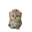 32403