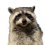33999