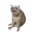 40809