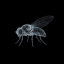 Flybrain